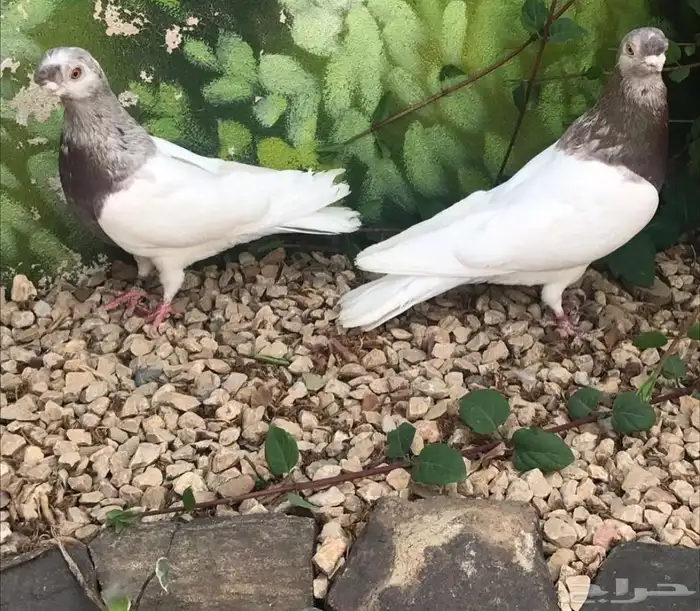 طيور 95