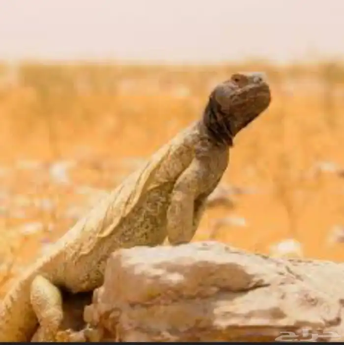 مطلوب للتربية . 0