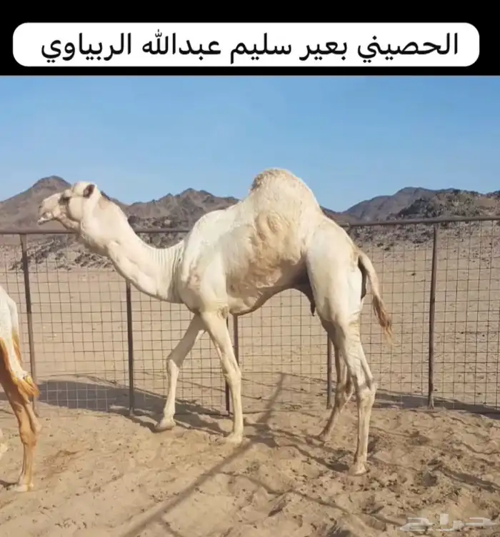 عشرا بكر طيبه ( هجن ) 1