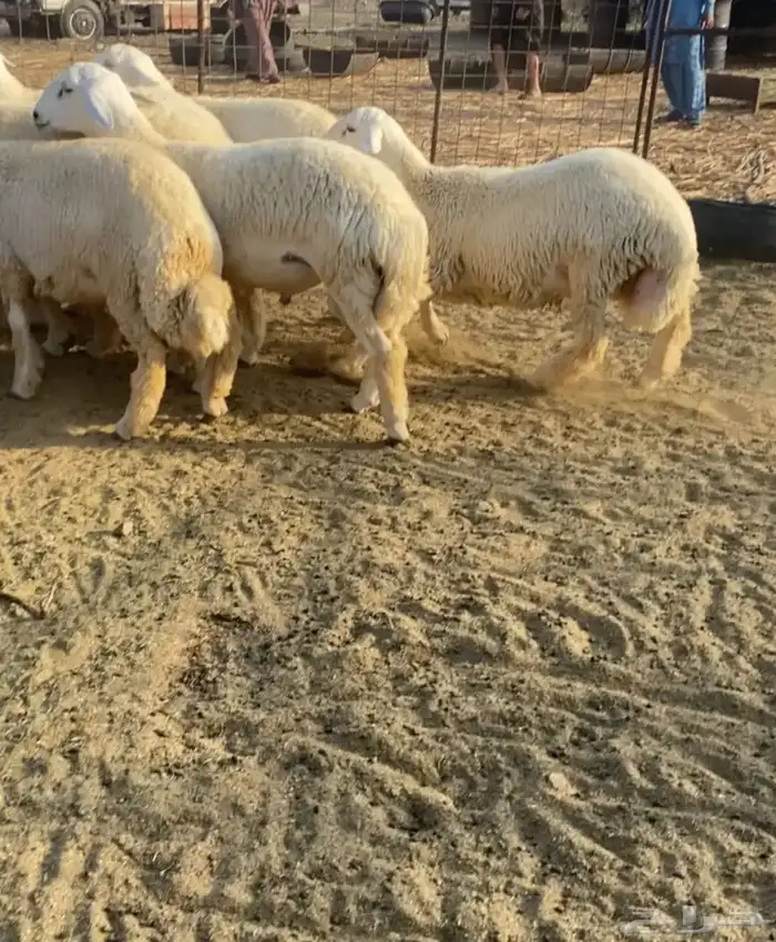 طليان جبره 1