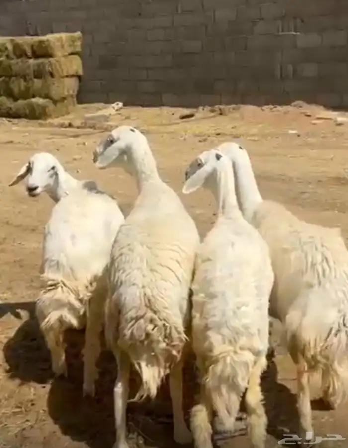 غنم حريات طيبه دفيع اربع اشهور وطيبه منوت القناي 0