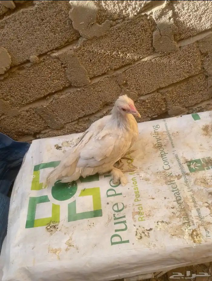 دجاج عربي قزم 3