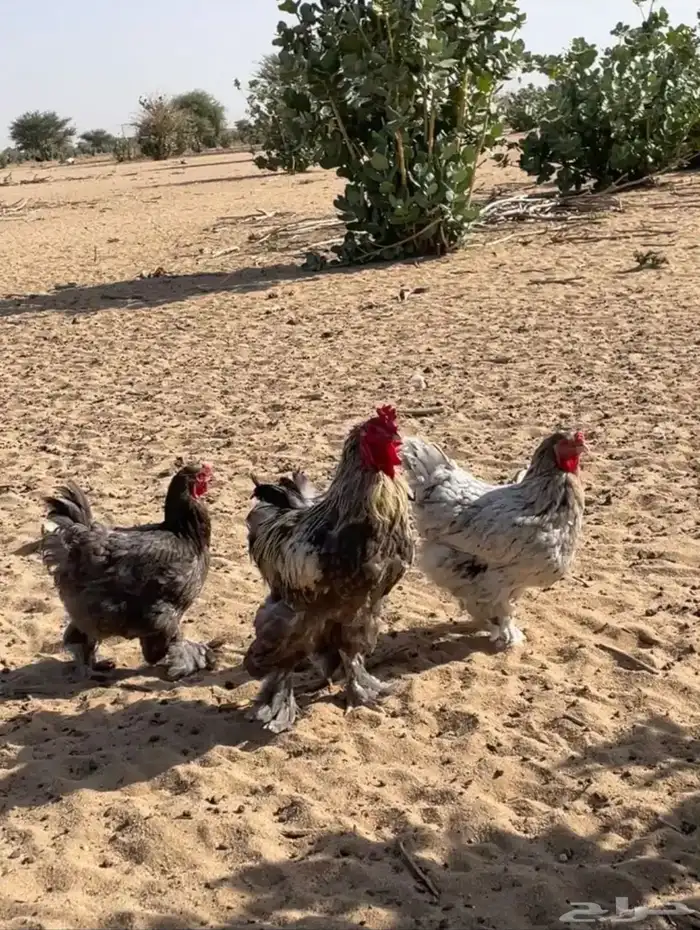 دجاج براهما 1