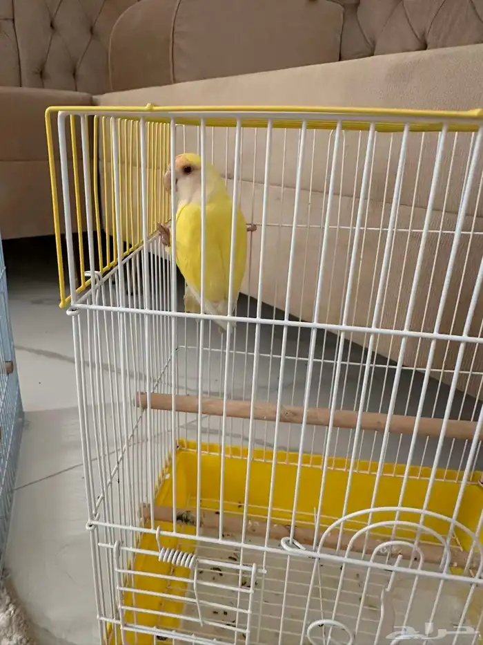 ببغاء روز 2
