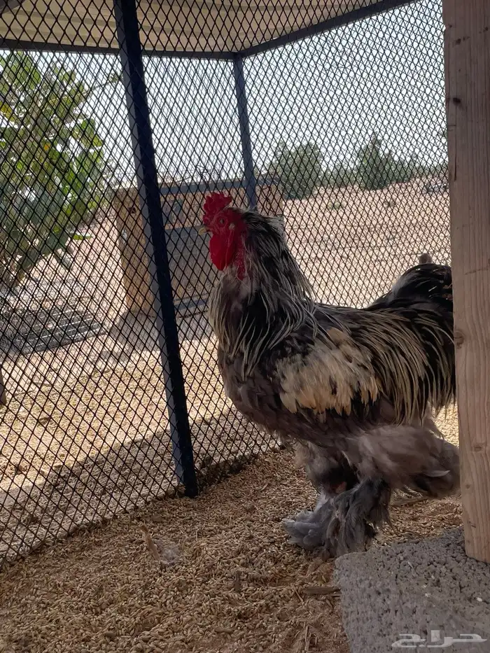 دجاج براهما 4