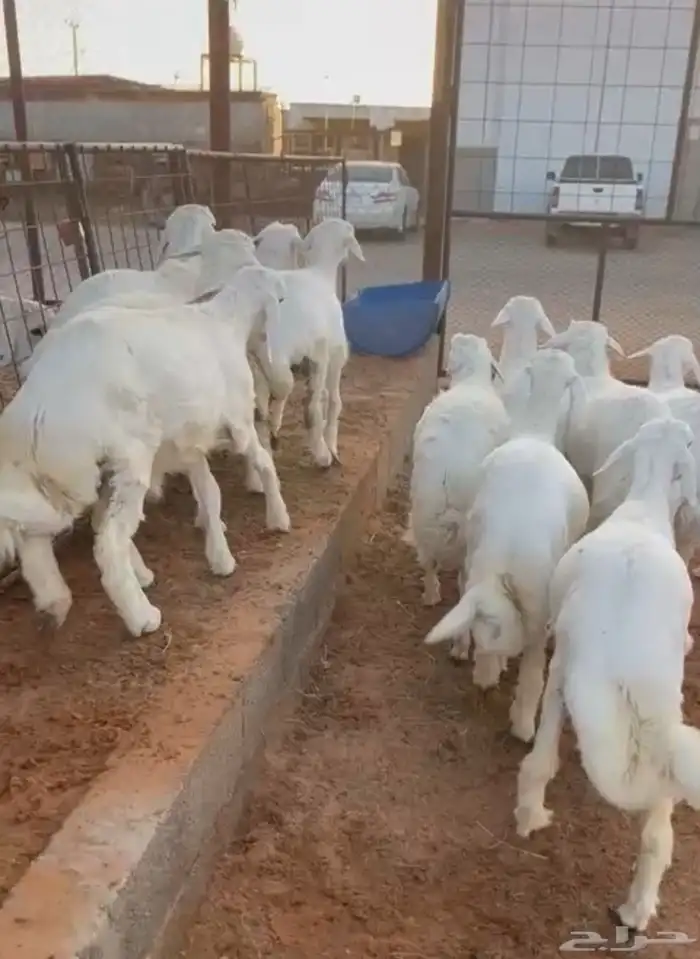 تم البيع   العدد 12 العمر 4 شهور بهم فاخر مغلق شحم 0