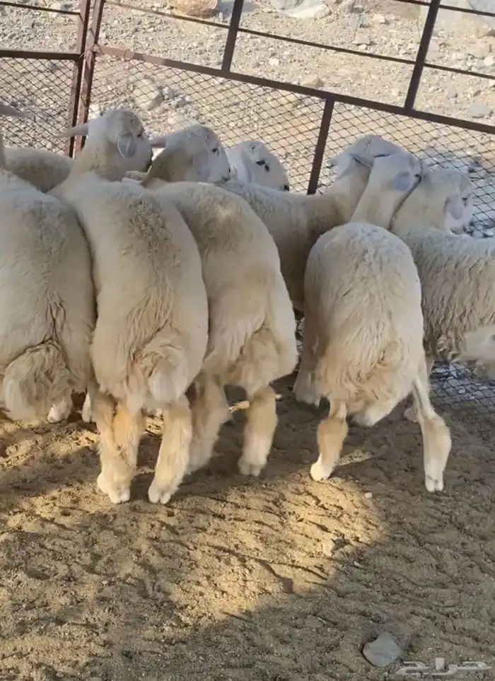 طليان جبره 2