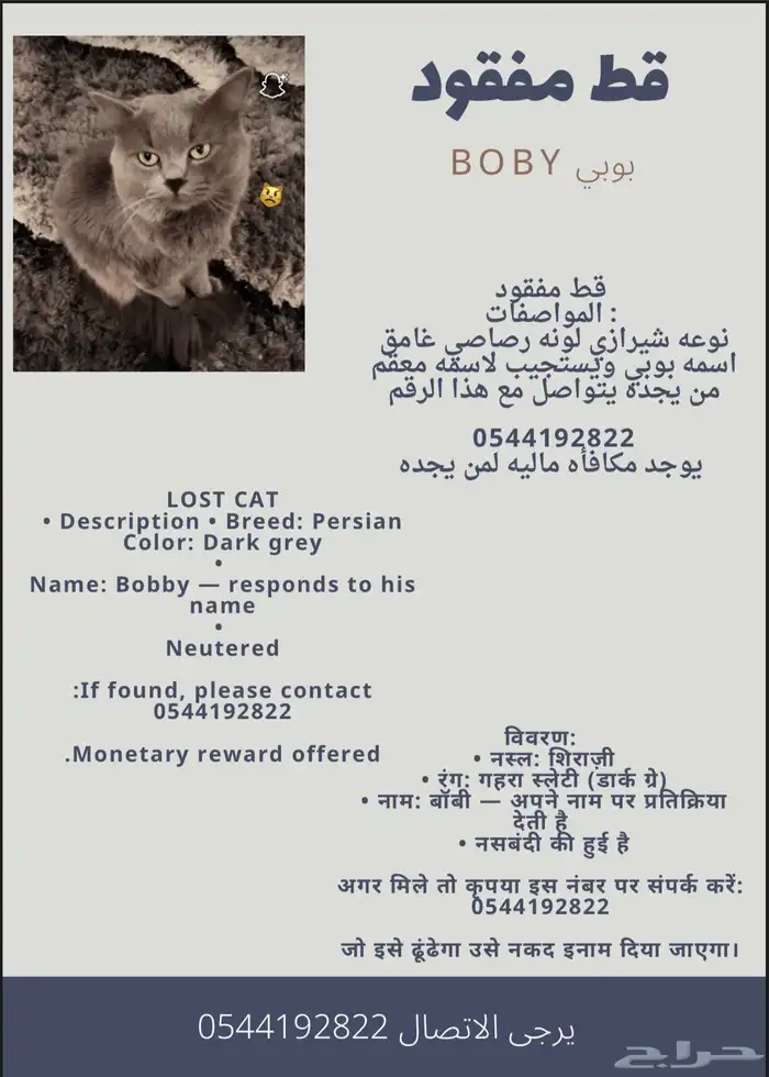 قط مفقود ابها حي الهيام 0