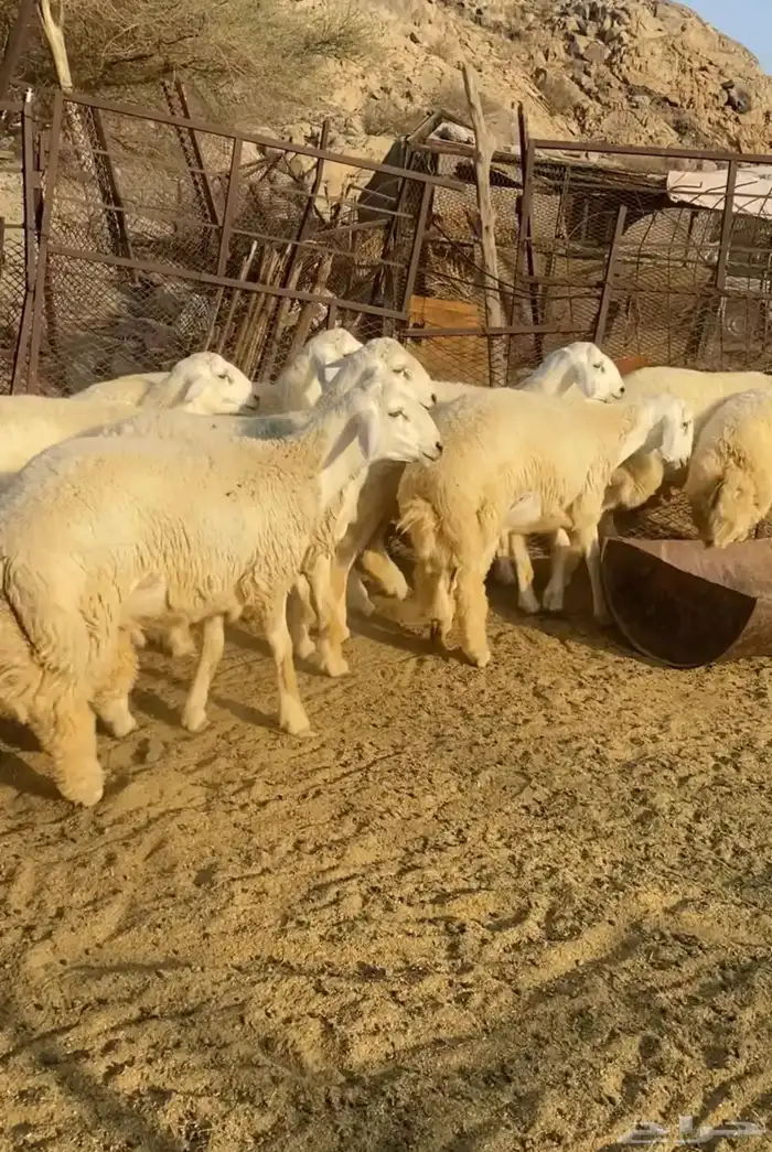 طليان جبره 0