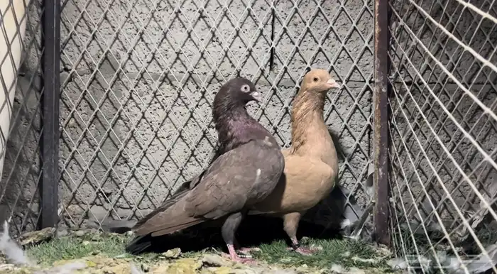 للبيع حبتين حمام هزاز كوبرا 0