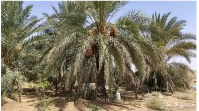 استراحة للبيع في حقروصين 10 الاف متر 8