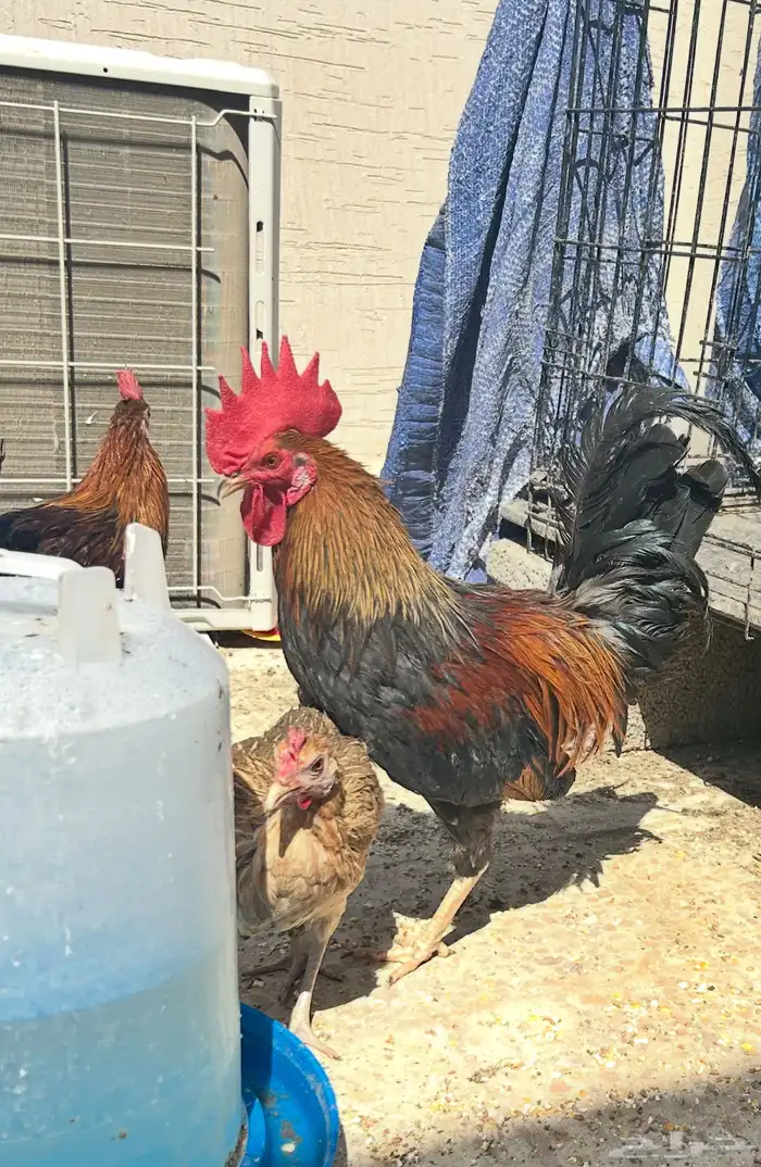 ديك عربي العمر سبع اشهور وامه عندي وانا مربيه وهو صوص صغير 1