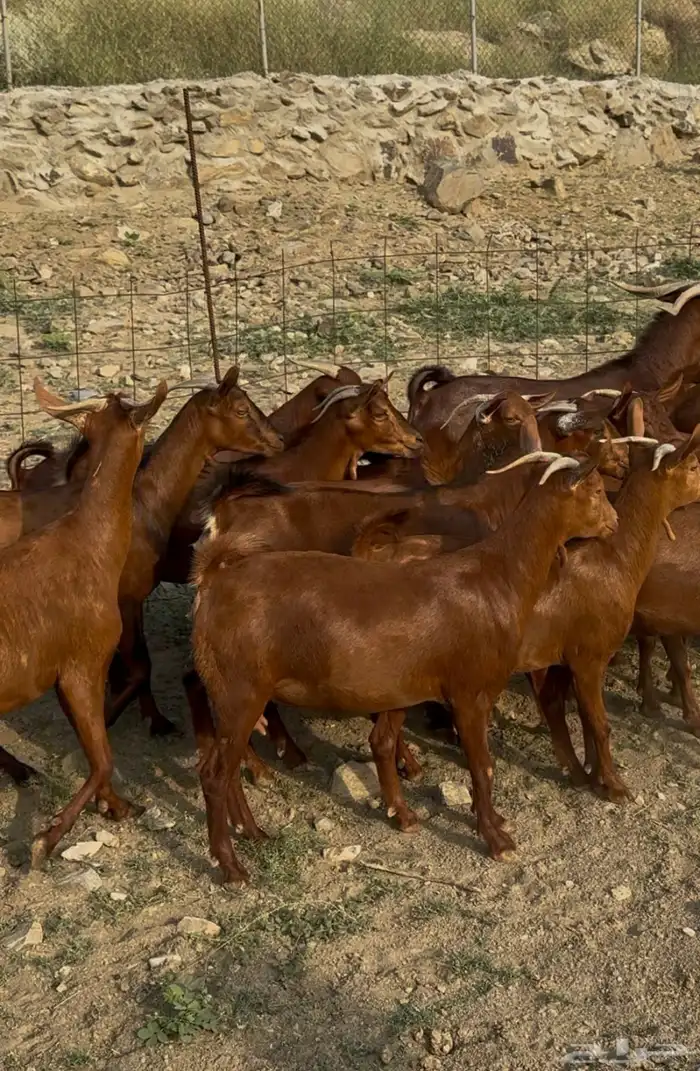 جفار او عنقان معزا دهم 15 ( تم البيع) 2