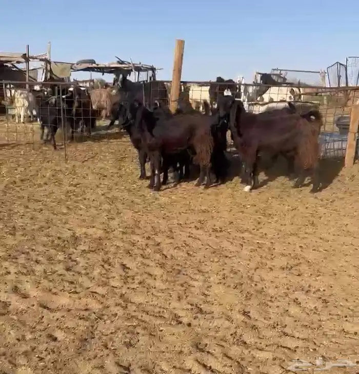 جفرات قبرصيات نوادر((( تم البيع ))) 0