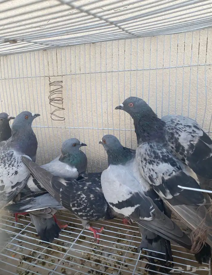 حمام سوادي نشيط علف للطيور 1