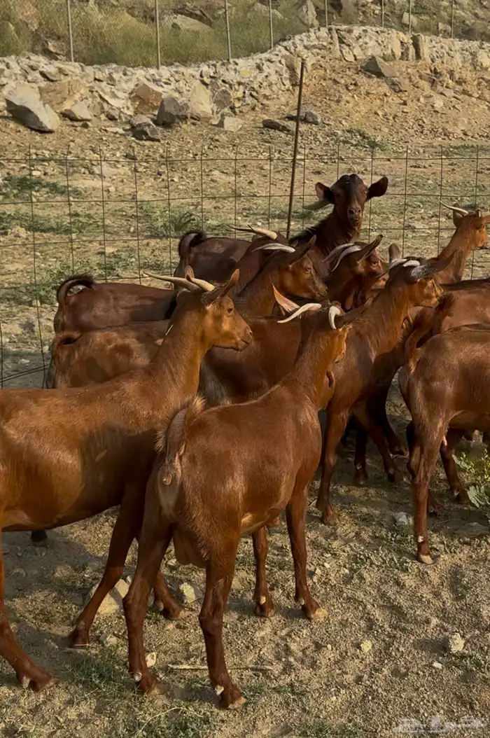 جفار او عنقان معزا دهم 15 ( تم البيع) 1