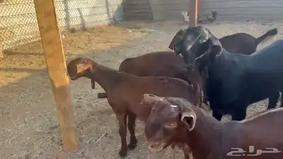 جفار سوريه للبيع 0