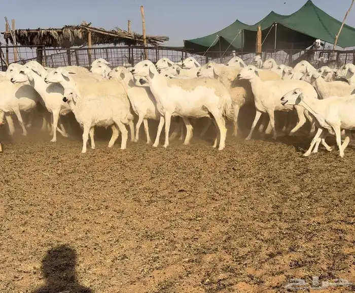 حريات حرش فاخره((( تم البيع))) 0