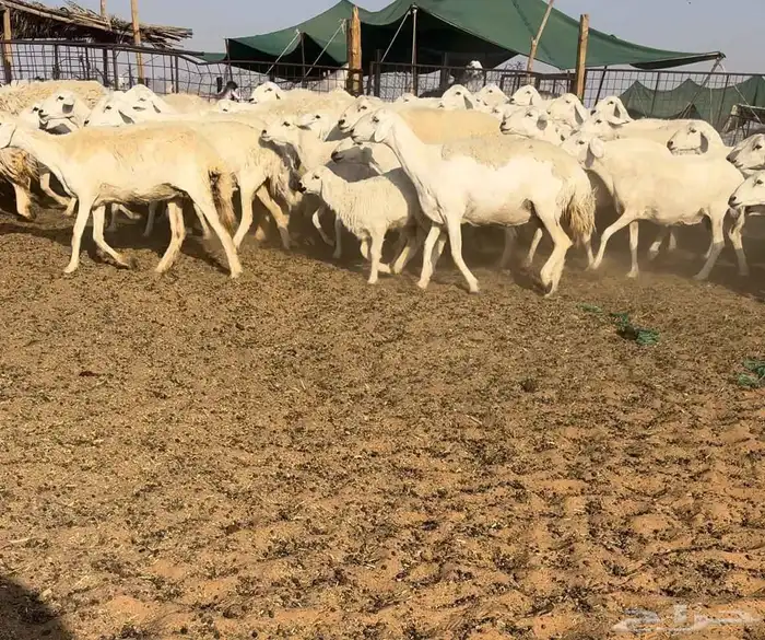 حريات حرش فاخره((( تم البيع))) 1