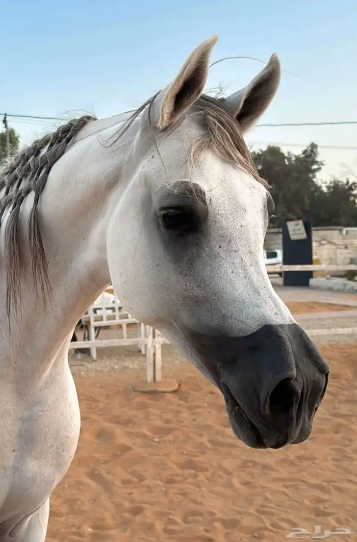 خيل ايواء عسف تدريب اطفال أولاد تأجير خيل 1