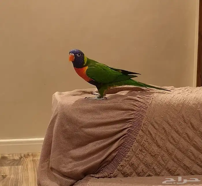 لوري رينبو 3