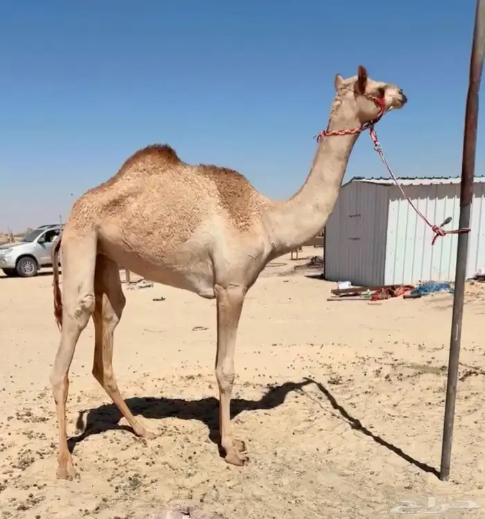 بكره حقه سكل وسلاله 0