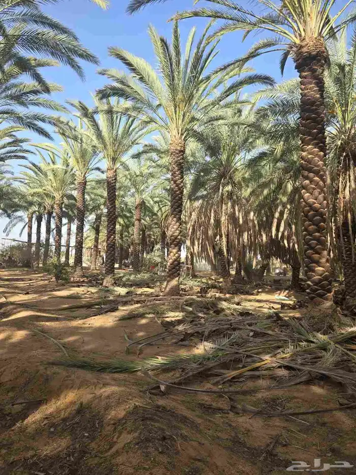 جميع انواع النخيل تركيب شبوك الرياض الخرج الحوطة القصيم 0
