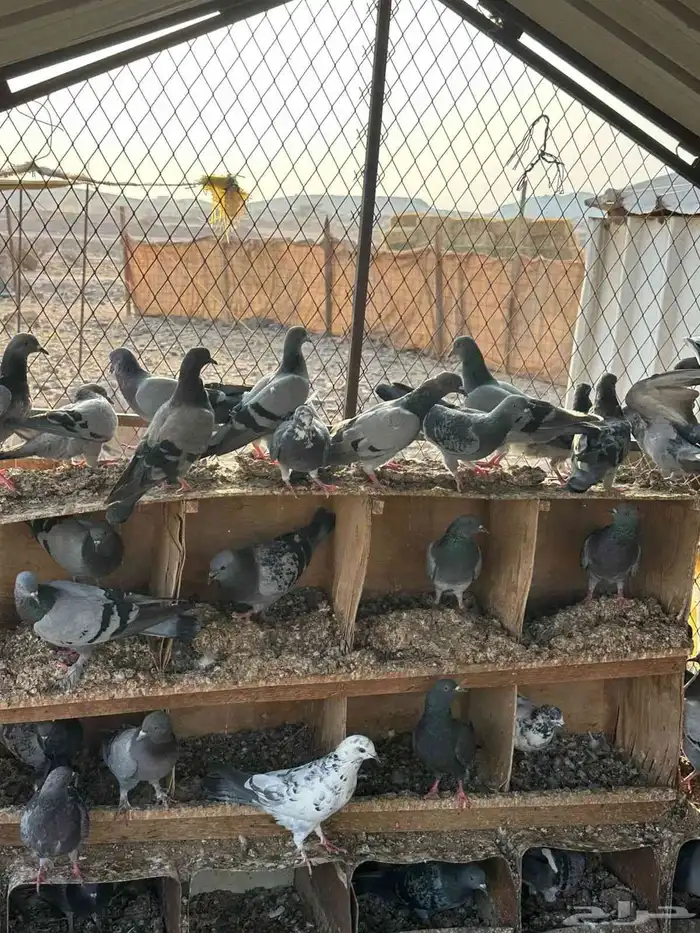 حمام بلدي 0