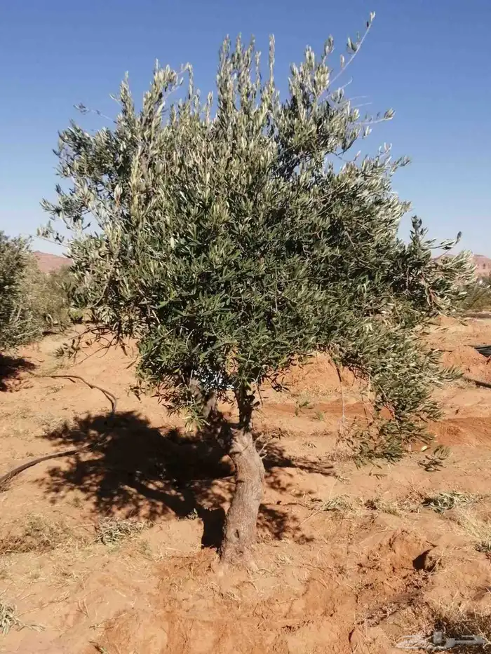 يوجد لدينا شجر الزيتون المعمر والمثمره وفي مركان 2