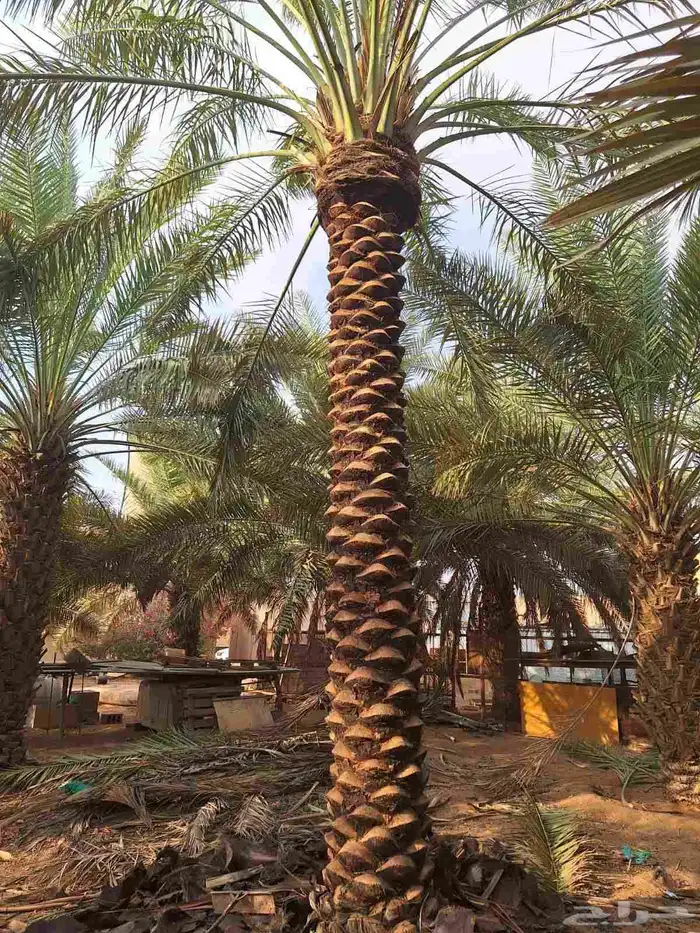 يوجدلدينا 40حبه خلاص علامترونص طيب خلاص شيقروجميع المقاسات ا 0