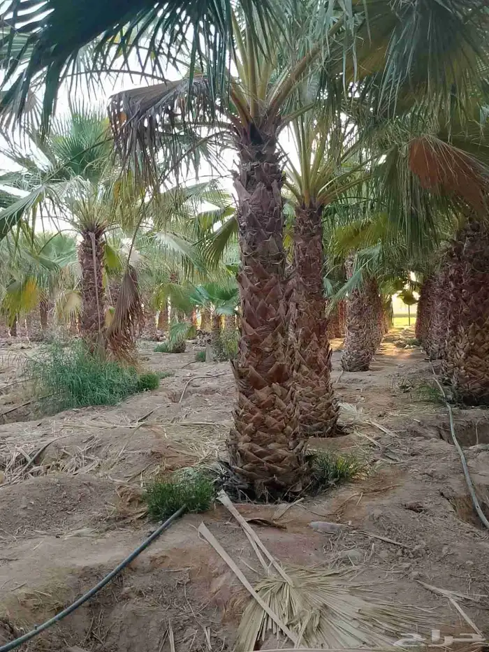 توريد وزرعه جميع انواع النخيل 1