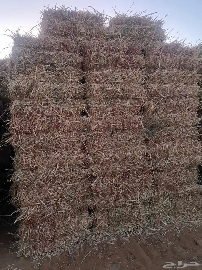ذره شاميه للبيع 0