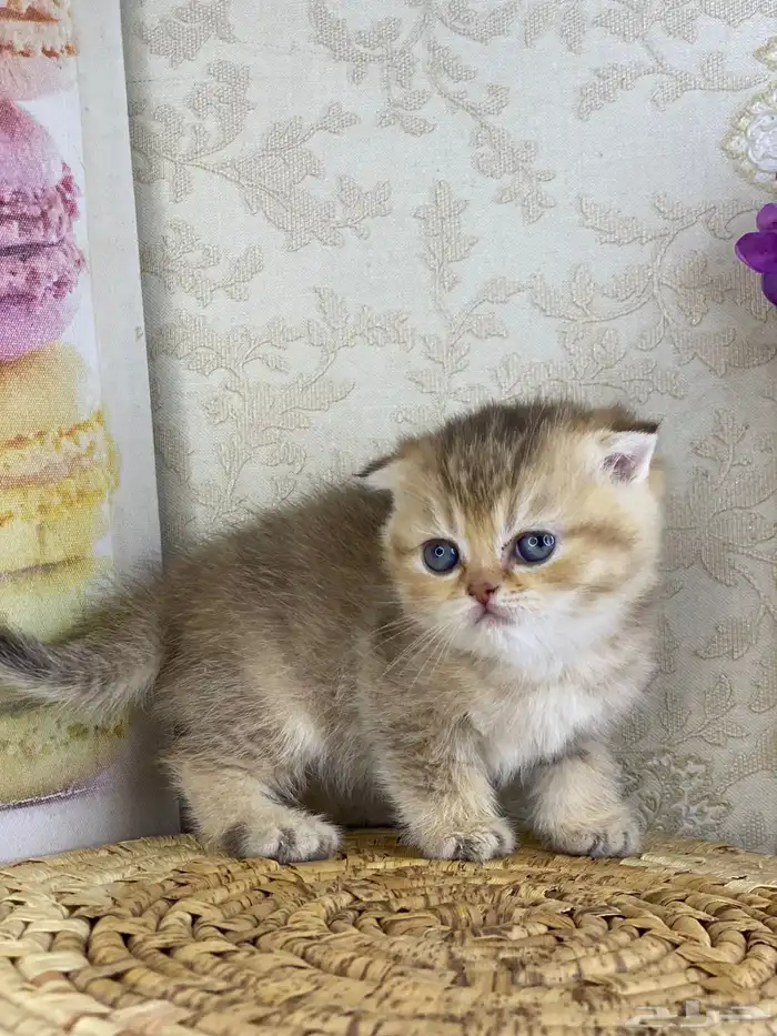 برتش سكوتش فولد كيتن قطط صغيره قطوه قطو قط catسكوتش ستريت 15