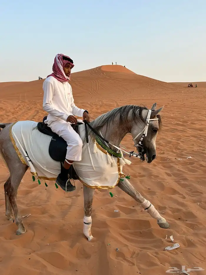 عندي حصان واهو. للبيع 11