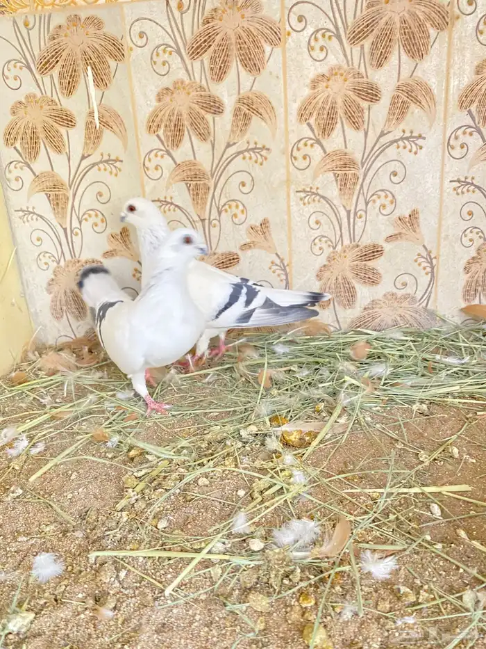 طيور 37