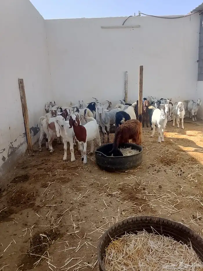 تيوس وجفار جذعان 0
