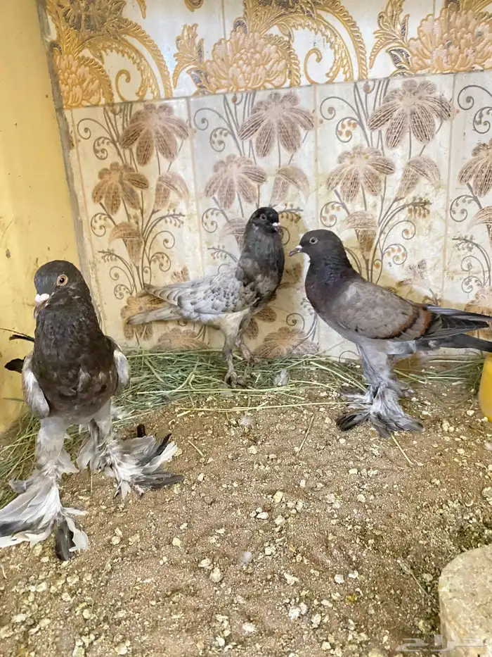 طيور 25