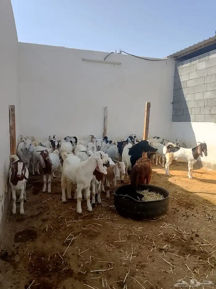 تيوس وجفار جذعان 2