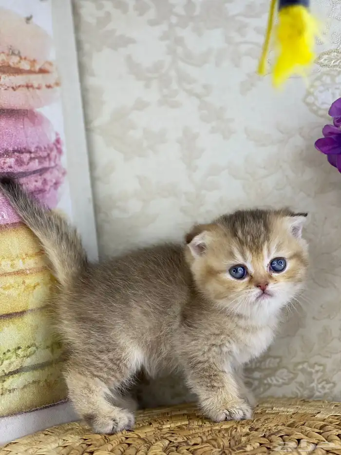 برتش سكوتش فولد كيتن قطط صغيره قطوه قطو قط catسكوتش ستريت 16
