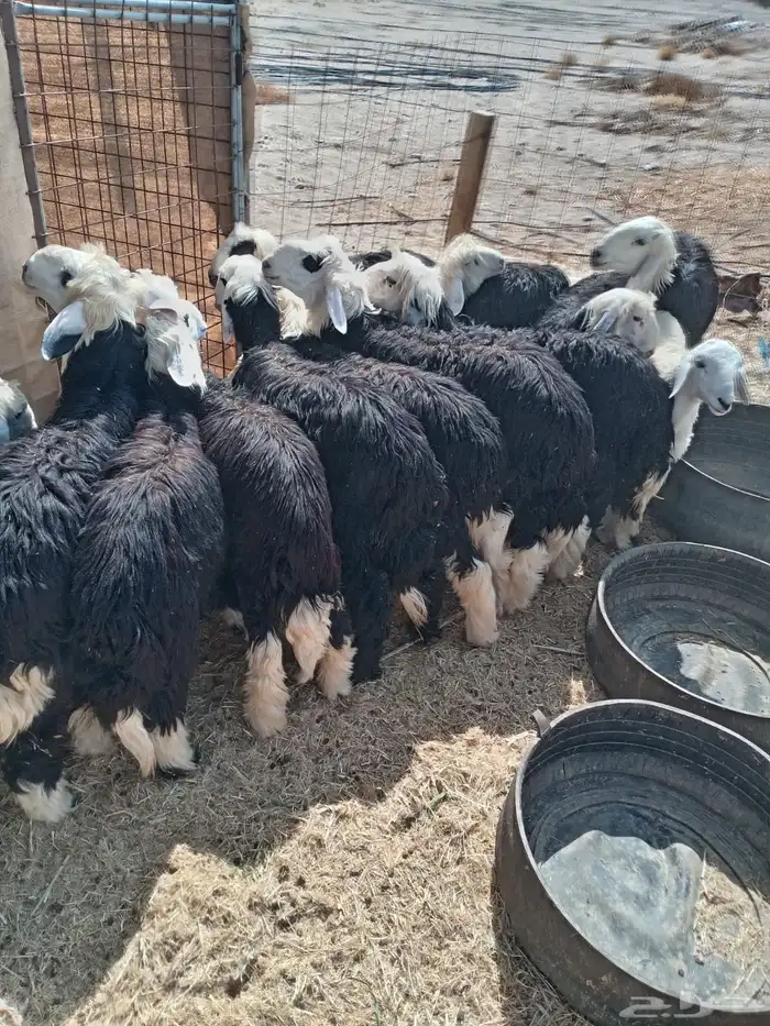 للبيع طلينا نجد 0