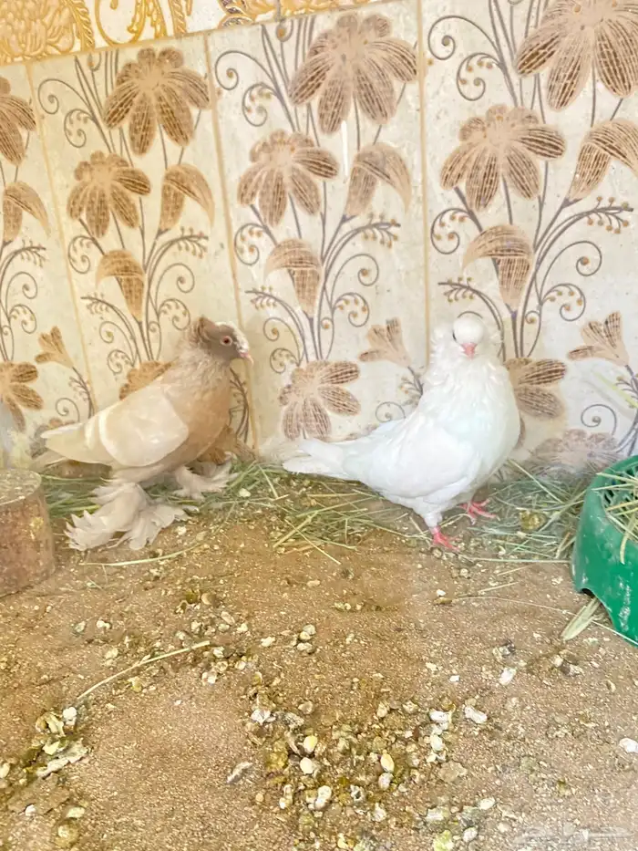 طيور 31