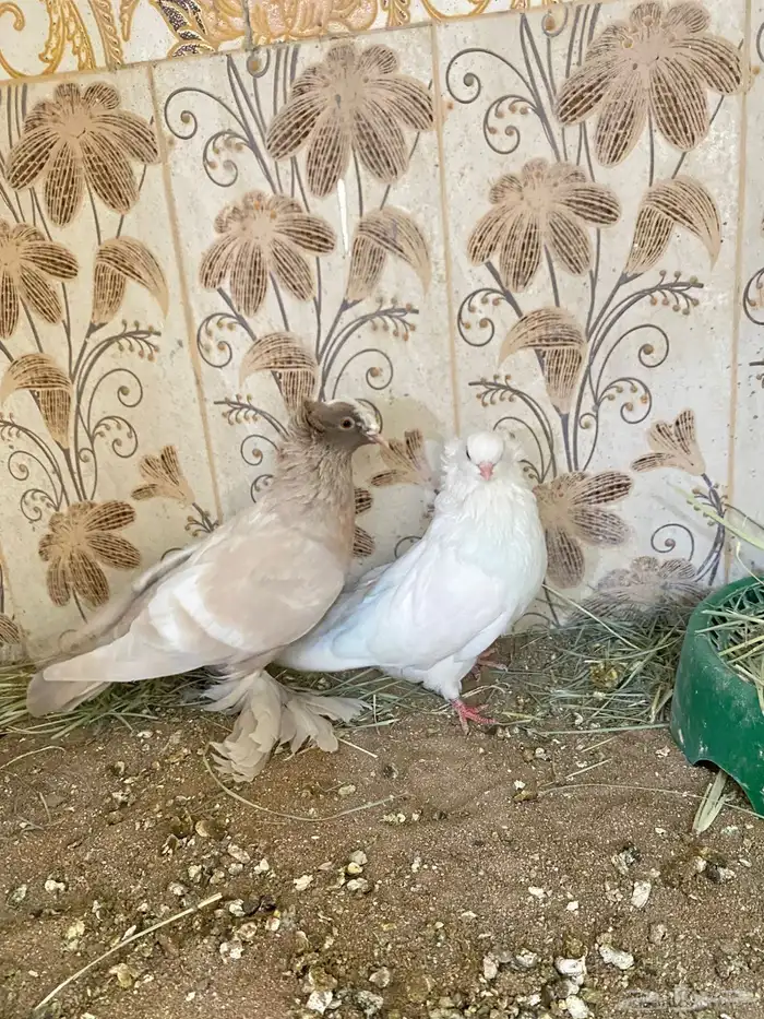 طيور 32