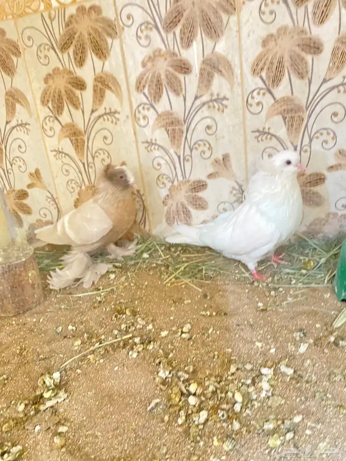 طيور 28