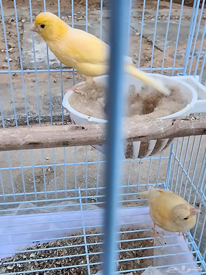 جوز كناري 2