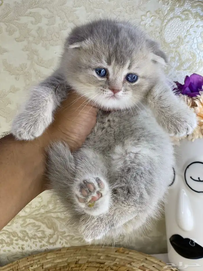 برتش سكوتش فولد كيتن قطط صغيره قطوه قطو قط catسكوتش ستريت 6