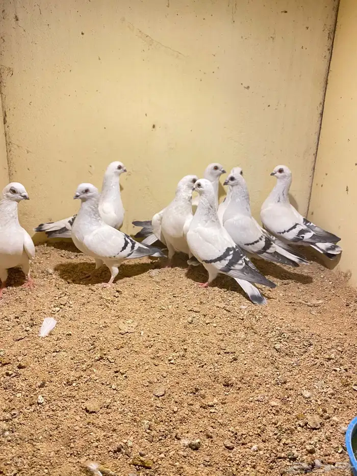 طيور 2