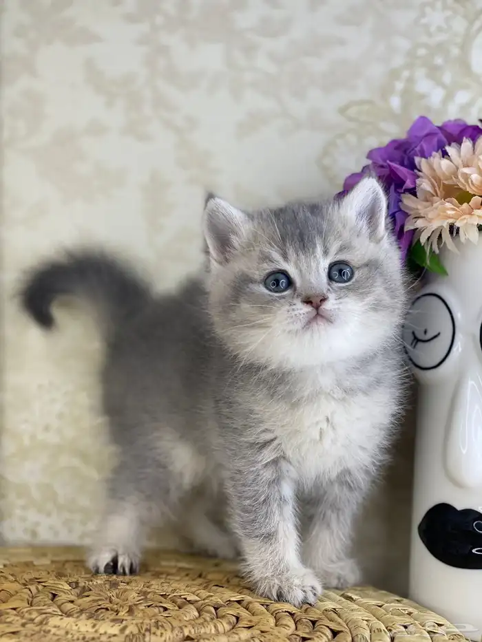برتش سكوتش فولد كيتن قطط صغيره قطوه قطو قط catسكوتش ستريت 13