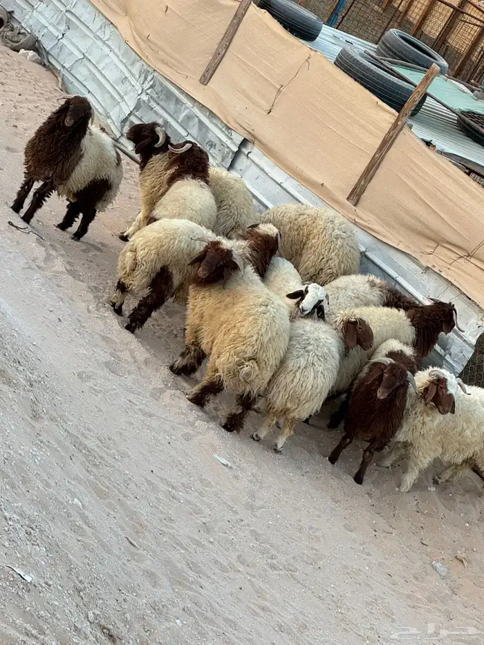 ذبايح جذعان نعيم 0