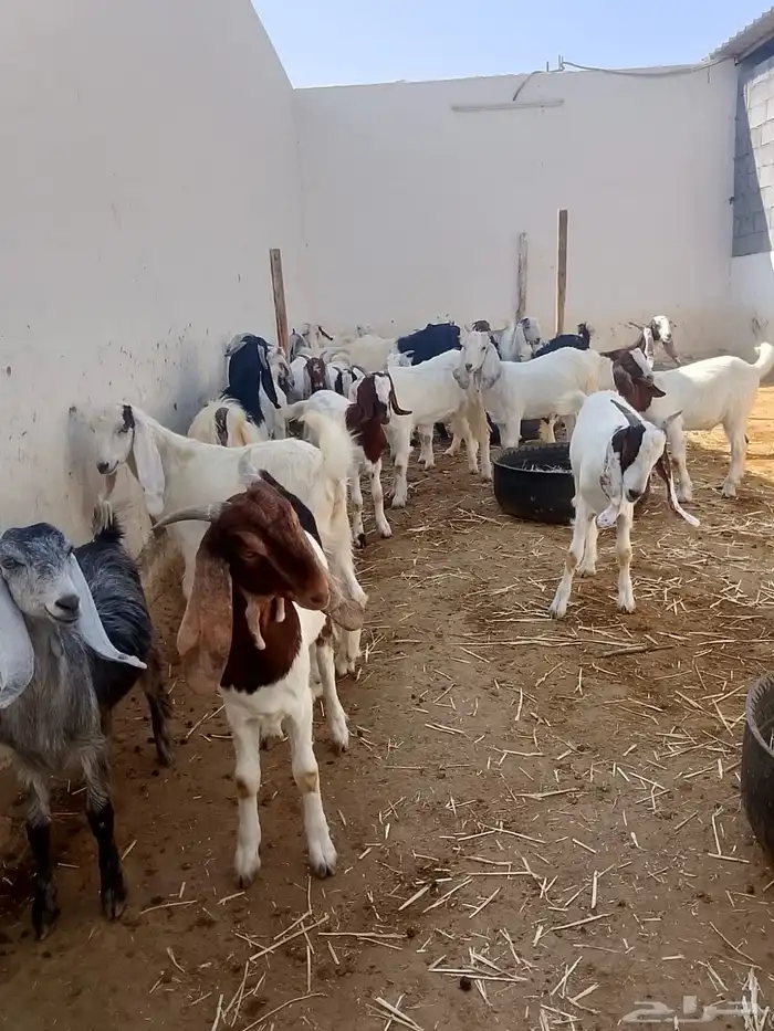 تيوس وجفار جذعان 5
