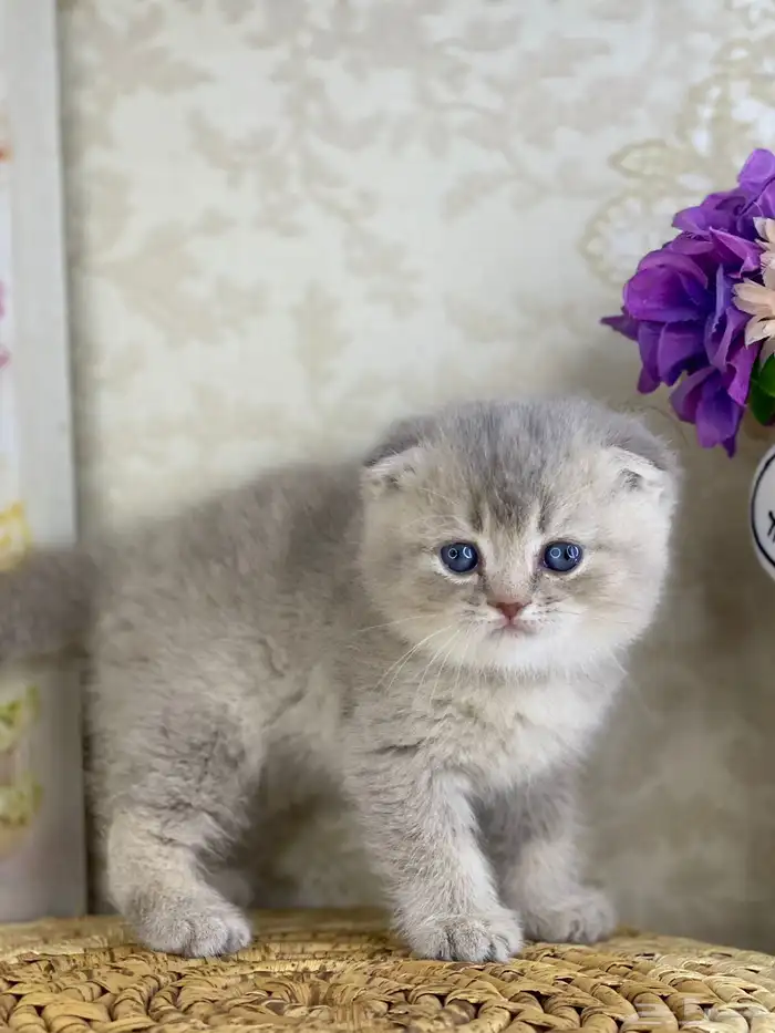 برتش سكوتش فولد كيتن قطط صغيره قطوه قطو قط catسكوتش ستريت 8